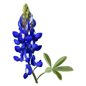 A single bluebonnet, the state flower of Texas