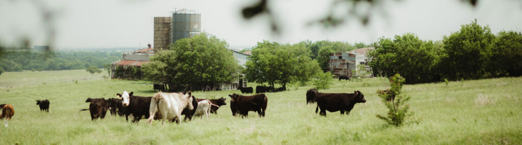 Historical photo of Murray Grey cattle on the Fields Family Headquarters Ranch in Frisco