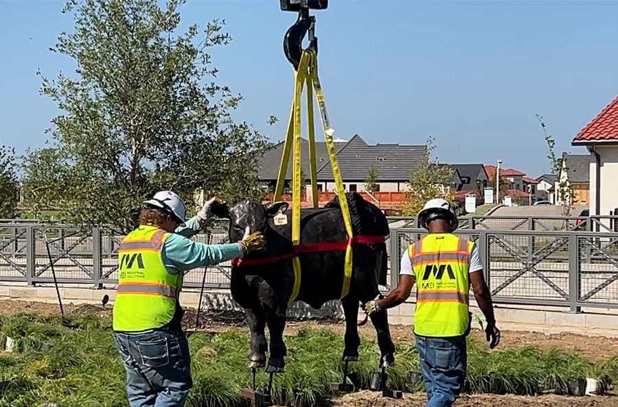 Workers placing cow in field with crane