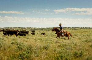 Cowboy lassoing cattle in the field